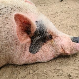 Meet your Posher, Maude